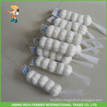 Fresh Chinese Pure White Garlic 5.0cm